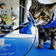 Illustration for article titled Supercat Recognized as Hero, Breaks Boundaries